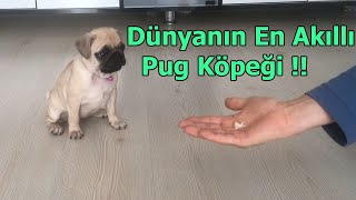 2 Aylık Köpeğe İnanılmaz Eğitim Sevginin ve Aşkın Gücü Pug Köpek Lina [upl. by Ariahs711]