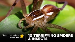 10 Terrifying Spiders amp Insects 🕷 Smithsonian Channel [upl. by Llener]