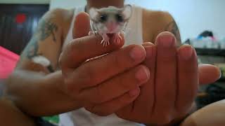 PLAYING WITH MY DORMOUSETUPAI MINIAFRICAN PYGMY DORMOUSE睡鼠 [upl. by Adanar]