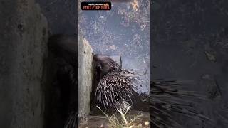 கிணற்றில் விழுந்த முள்ளம் பன்றி 🦔🦔🦔🦔 Rescue hedgehog 😱😱😱😱 [upl. by Asyle]