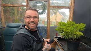 Watch Ryan from Houghton Bonsai transform this Juniper into a Bonsai [upl. by Errised349]