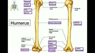 Anatomy  Specific Bony Features of the Humerus amp Left vs Right [upl. by Wilhelmine]