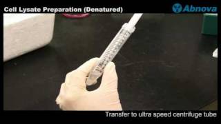 Cell Lysate Preparation Denatured [upl. by Rockey]