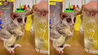 Cute And Funny Galago As A Pet Video  Galago lindo y divertido como un video de mascotas 237 [upl. by Wardle]