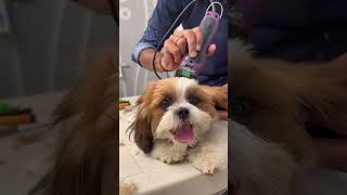 My first grooming🐶🧿 trending cute ytshorts grooming youtubeshorts pets petlove doglover [upl. by Targett984]