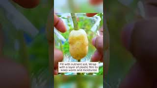 Extract plants with potatoes garden gardening plants [upl. by Ardekal]