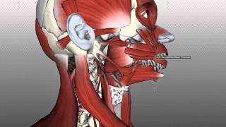 Tongue Muscles and the Hyoid Bone [upl. by Renado311]