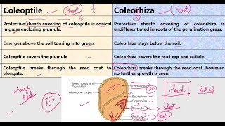 Coleoptile vs Coleorhiza [upl. by Dichy]