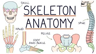 Anatomy of the Skeleton [upl. by Eivi]