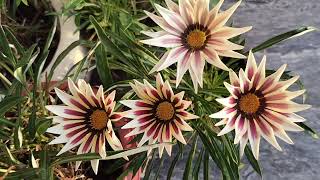 last year ka gazania plant pa ap abi sa flowering kasy la skty hn October ma gazania pa flowers [upl. by Lamok]