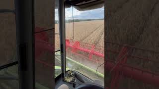 Harvesting Triticale [upl. by Gluck]