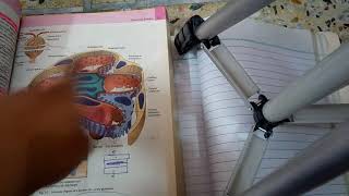 RENAL PATHOLOGY lecture 1 general introduction must watch to grab easily [upl. by Kitti]