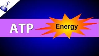 ATP Adenosine Triphosphate [upl. by Delmore]