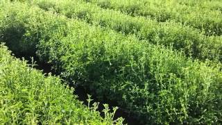 4000 kg Stevia leaves from 1 acre [upl. by Torhert]