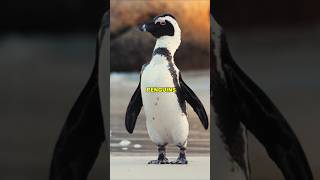 Penguins  The Flightless birds but an excellent Swimmers animalshorts shortvideo [upl. by Erfert]