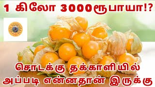 GOLDEN BERRYCAPE GOOSEBERRY Health Benefits of Physalis Fruit in Tamil  சொடக்கு தக்காளி நன்மைகள் [upl. by Eilyr]