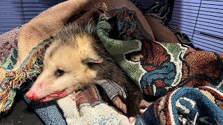 Possum rescued after being hit by a car follow viral trending rescue possum cute love baby [upl. by Nelaf]