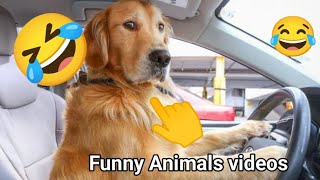 Hilarious Rottweiler Compilation That Will Have You Laughing NonStopquot [upl. by Koehler]