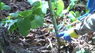 Knotweed identification and control through stem injection [upl. by Bradwell]