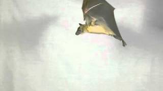 Bats in Slow Motion 1 [upl. by Ehttam]