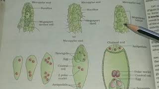 Megagametogenesis [upl. by Nivloc]