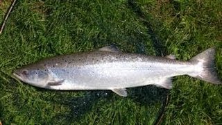 Atlantic salmon on the fly  Somerley Estate Hampshire Avon [upl. by Robinett]