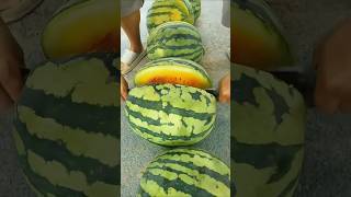 Yellow flesh triploid seedless watermelon agriculture harvestshorts [upl. by Gnivre]