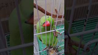 Pierrot cute full happy Mera toota parrot parrots meratoota toota mitho [upl. by Asilaj]