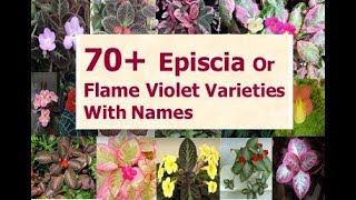 70 Varieties Episcia Plants With Names  EPISCIA  Flame Violet Plant  hanging plants [upl. by Rayham882]