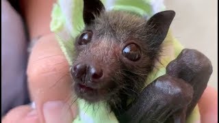 Orphan flyingfox is a little cranky this is Fussbudget [upl. by Ivan]