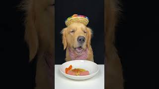 Today I ate sausage with eggs and noodles Golden Retriever Cute pet debut plan [upl. by Il]