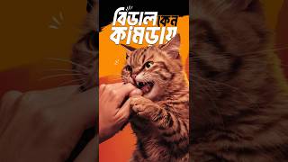 😺 কেন আমার বিড়াল আমাকে কামড়ায় 😺🤔 poshapraniplus cat catbite বিড়াল [upl. by Yorker153]