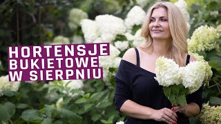 Hortensje bukietowe w sierpniu  pielęgnacja odmiany [upl. by Grace]