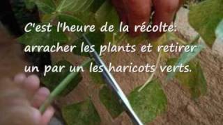 faire pousser des Haricots verts sur son balcon [upl. by Eiten713]