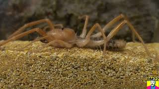 Skinny Camel Spider Solifugae Update Still Not Eating [upl. by Ivor]