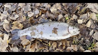 Bank fishing for Winter Triploid at Green Lake [upl. by Monroe998]