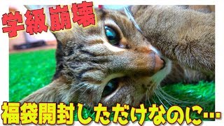 猫たちとただ福袋を開封しようとしただけなのに… [upl. by Eecak]