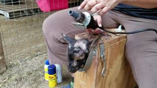 Disbudding a Nigerian Dwarf Buckling goat [upl. by Eissac]