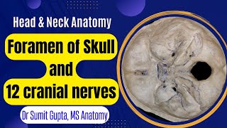 ALL CRANIAL NERVES THROUGH SKULL FORAMEN [upl. by Nikoletta622]