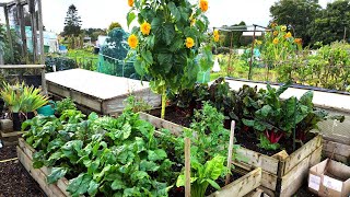 OCTOBER  Allotment  What is growing allotment allotmentdiary ukallotment amersham [upl. by Bennet]