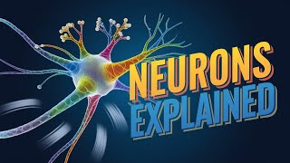 Neurons Explained Animation Types Functions Parts and Structure of Neurons [upl. by Kcirre]