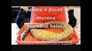 Come spellare e pulire la Murena [upl. by Lebana]