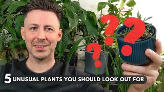 5 Unusual Houseplants You Should Look Out For [upl. by Nneb]