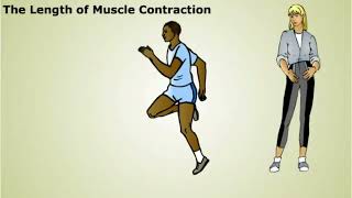 The Regulation of Muscle Contraction [upl. by Eibot607]