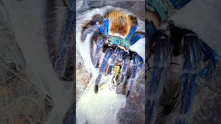 💛💙💯💙🕷🕸BLUE TARANTULAS💯BREATHTAKING BEAUTIES🕸🕷💯 beauty blue tarantula nature [upl. by Metzger910]