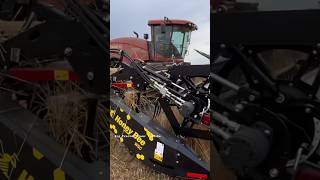 CASE IH WD2105 Windrower bigtractorpower caseih tractor honeybee wheat harvest automobile [upl. by Higginson899]