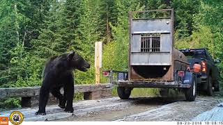 WATCH 2 captured grizzly bears released in Northwest Montana [upl. by Lyckman]