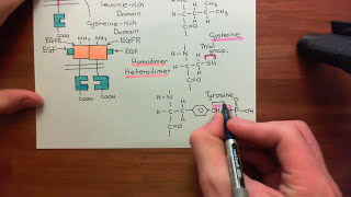 Type 1 Phosphoinositide 3Kinase Enzymes Part 6 [upl. by Mcgannon356]