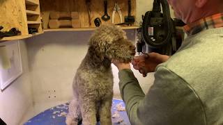 Lagotto Romagnolo klip  Lagotto grooming [upl. by Beatrisa]