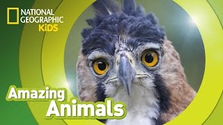 Harpy Eagle  Amazing Animals [upl. by Audri382]